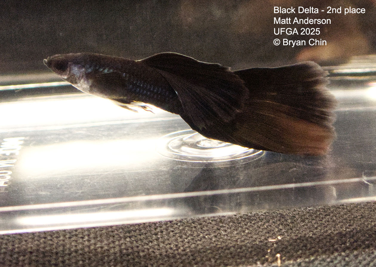 Guppy Black Moscow